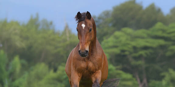 ... dem Pferd zuliebe !